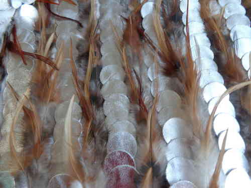 fabric with feathers